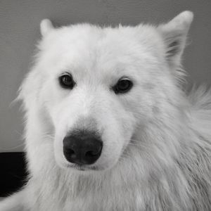 Close-up portrait of dog