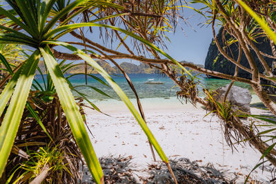 Palm trees on beach against sky