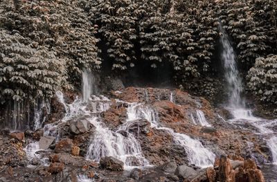 Scenic view of waterfall in forest