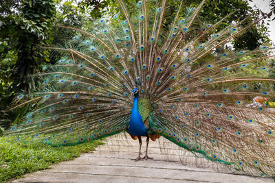 Full length of a peacock