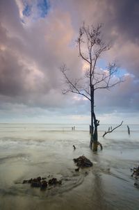 Bare tree on land against sky during winter