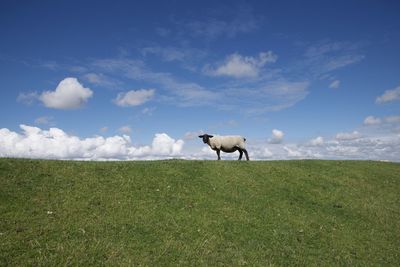 View of a horse on field
