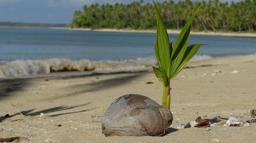 Close-up of beach against sky