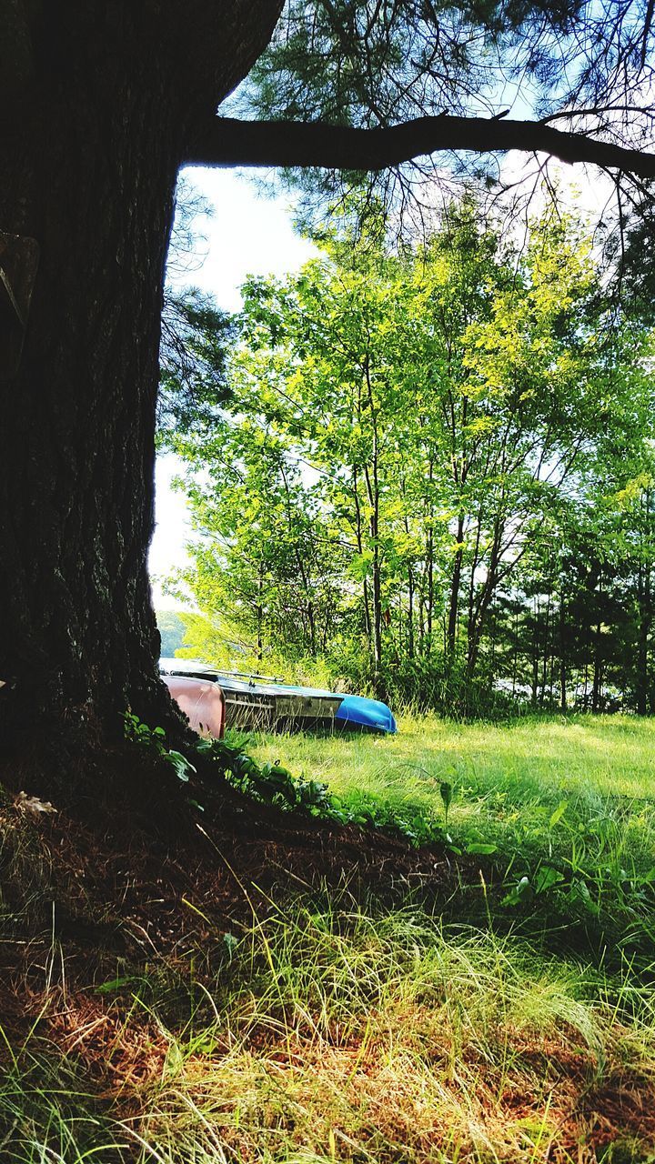 TREES GROWING IN FOREST