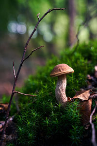 Close-up of mushroom growing on forest moss