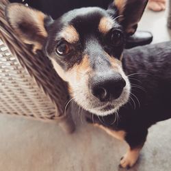 Close-up of dog looking at camera