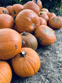 High angle view of pumpkins