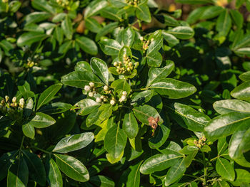 High angle view of flowering plant