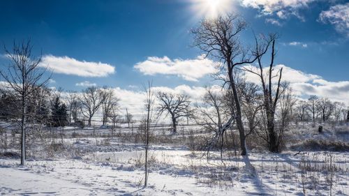 Trees on snow covered field