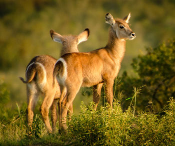 Deer standing in a field