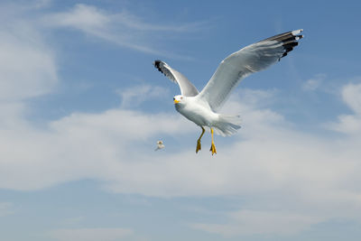 Low angle view of seagull flying