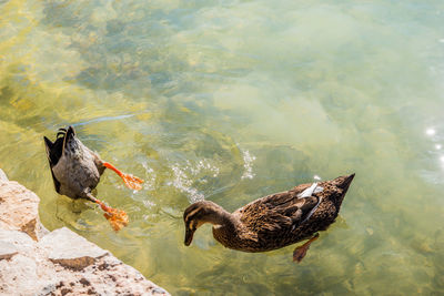 One duck is diving under water while the other swims by.