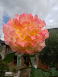Close-up of pink rose flower against sky