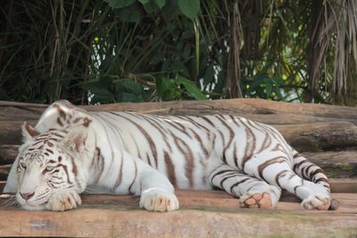 Tiger relaxing in a zoo