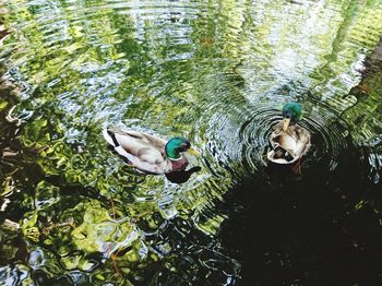 High angle view of ducks swimming in lake