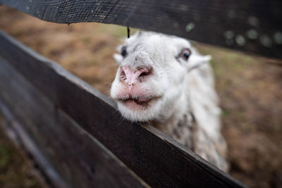 A sheep stands in a pasture behind a fence and asks for food