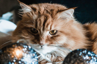 Close-up portrait of a cat