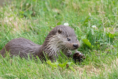 Close up of a eurasian otter eating a fish