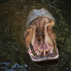 High angle view of turtle in lake