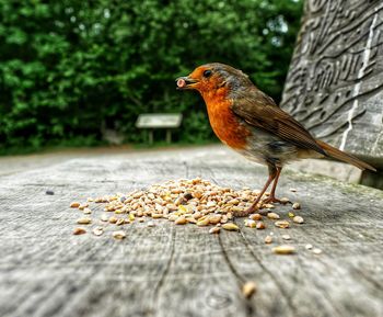 Close-up of a robin feeding