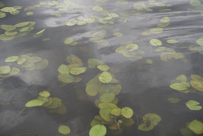 High angle view of leaves floating on lake