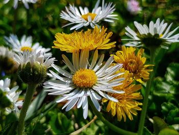 Close-up of white daisy flowers