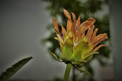 Close-up of flowering plant