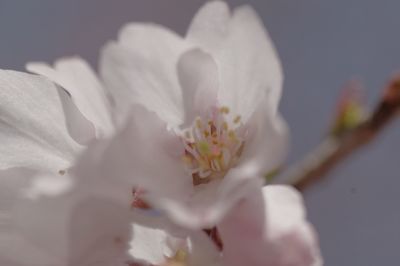 Close-up of white flowers