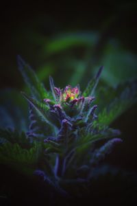 Close-up of purple flowering plant