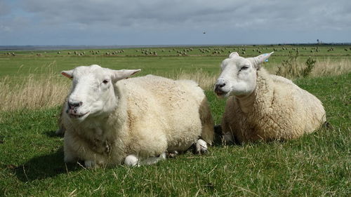  two sheeps laying  down in a grass field