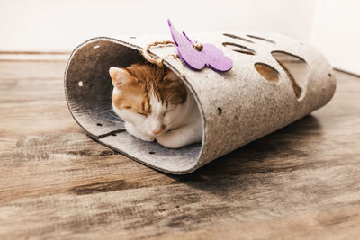 Domestic white and orange cat sleep in cat felt tunnel, fall season