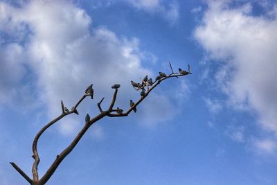 Low angle view of plant against blue sky