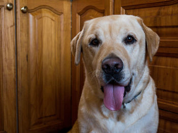 Close-up portrait of dog at home