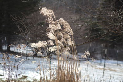 Close-up of dry plants during winter