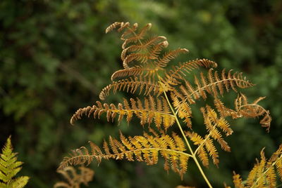 Close-up of fern leaves on tree