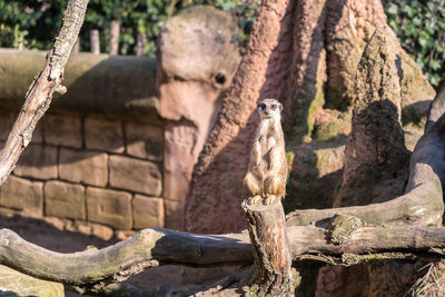 Monkey on tree trunk at zoo