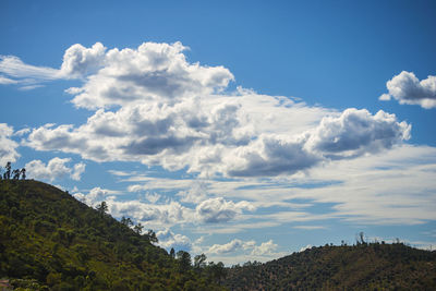 Low angle view of trees against sky