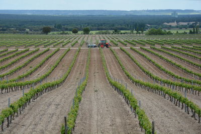 Tractor on vineyard