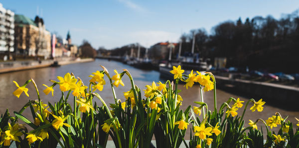 A view from a bridge with daffodils in the foreground.