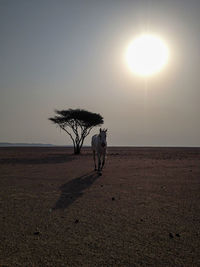 View of a dog on beach