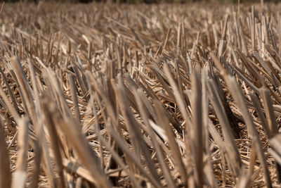 Dried rice stubble in the agricultural fields after harvest