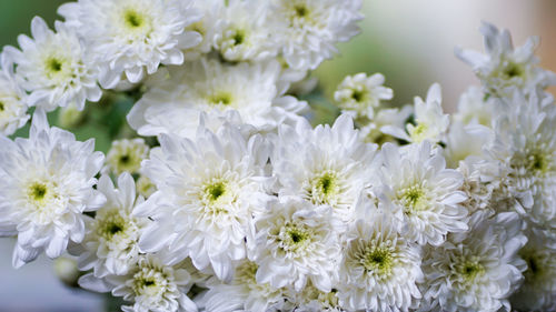 Close-up of white flowering plants