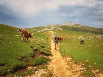 Cows grazing in a field