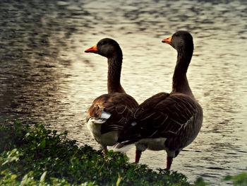 Ducks swimming in lake