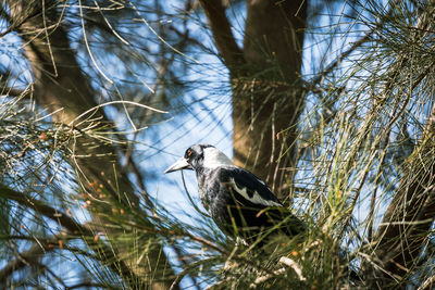 Low angle view of bird perching on a tree