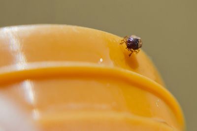 Close-up of ladybug on yellow flower