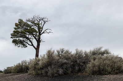 Trees on field against sky