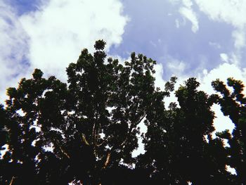 Low angle view of silhouette trees against sky