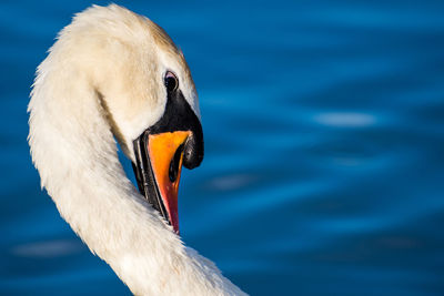 Close-up of swan swimming in lake