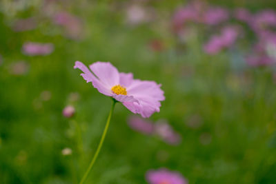 Close-up of pink flowering plant